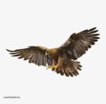 ⁦ملصق ديكور عملاق-صقر ذهبي⁩ - الصورة ⁦2⁩